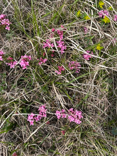 daphne — Bild 1