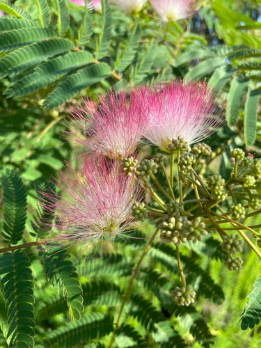 Zijde boom — Bild 5