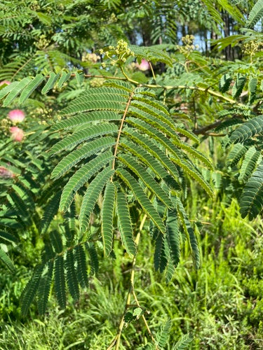 Zijde boom — Bild 4