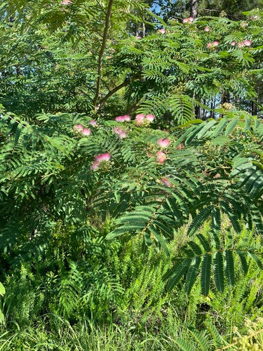 Zijde boom — Bild 3