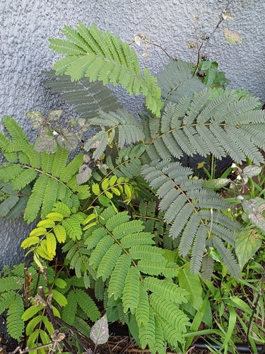 Zijde boom — Bild 2