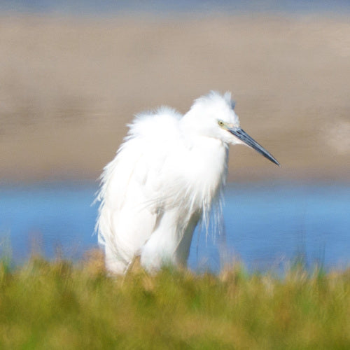 kleine zilverreiger — foto 3 van 10