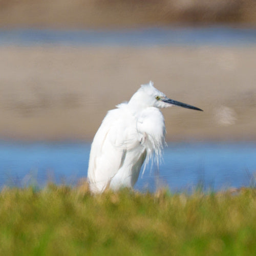 kleine zilverreiger — foto 5 van 10