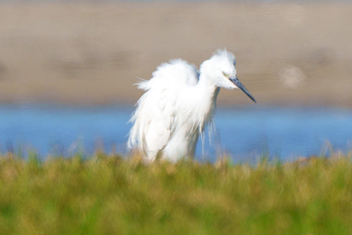 kleine zilverreiger — foto 4 van 10