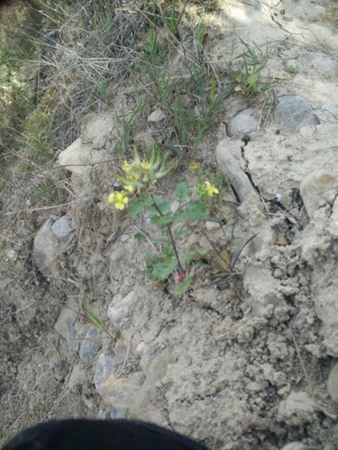 Mosterdplant — Bild 5