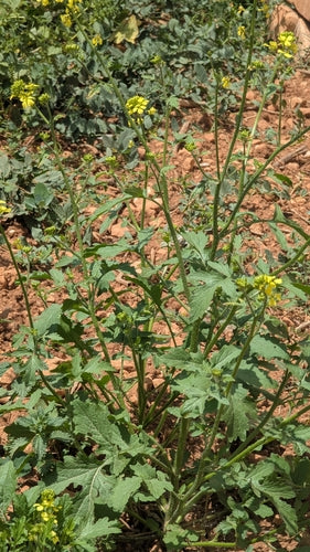 Mosterdplant — Bild 4