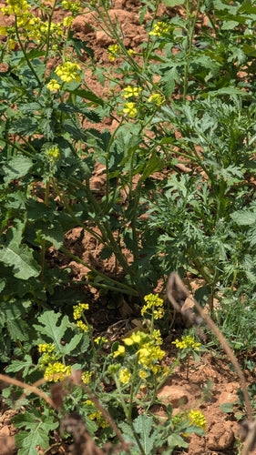 Mosterdplant — Bild 3