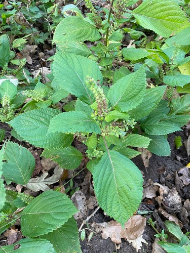 Shiso — Bild 4