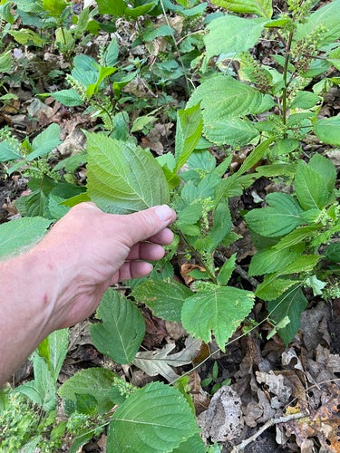 Shiso — Bild 2