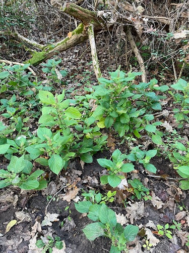 Shiso — Bild 3