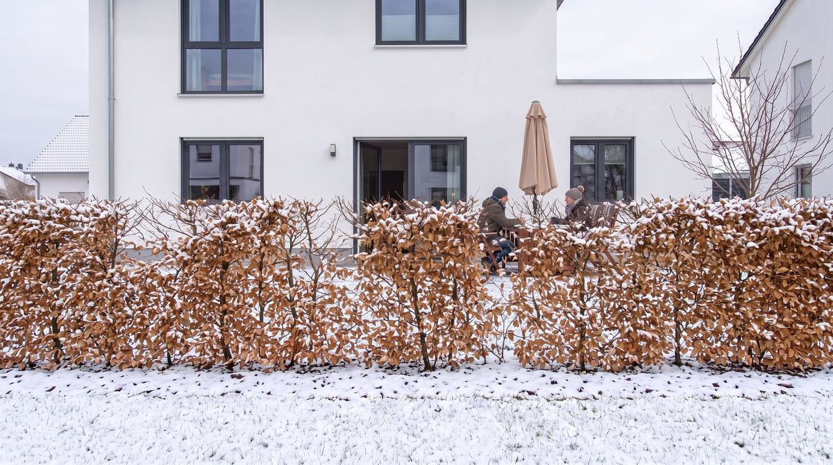 Haagbeuk als haag van 1,80 m (Winter) voor het terras van de buren – AI-visualisatie