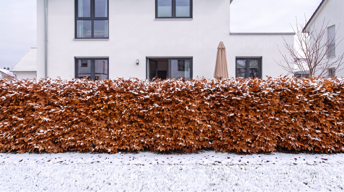 Beuk als haag van 1,80 m (Winter) voor het terras van de buren – AI-visualisatie