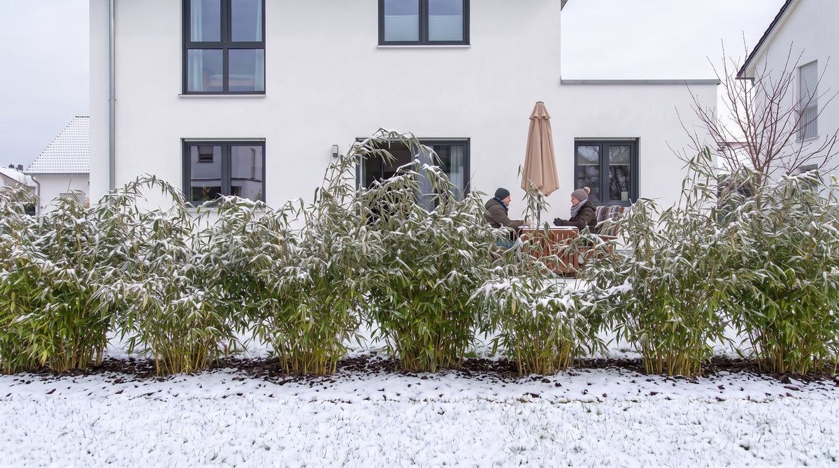 Schermbamboe (Fargesia) als haag van 1,80 m (Winter) voor het terras van de buren – AI-visualisatie