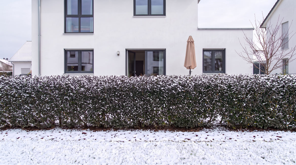 Liguster 'Atrovirens' als haag van 1,80 m (Winter) voor het terras van de buren – AI-visualisatie