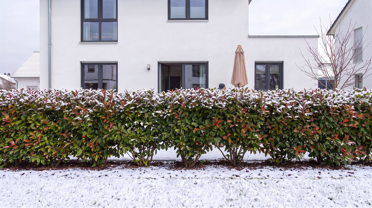 Glansmispel 'Red Robin' als haag van 1,80 m (Winter) voor het terras van de buren – AI-visualisatie