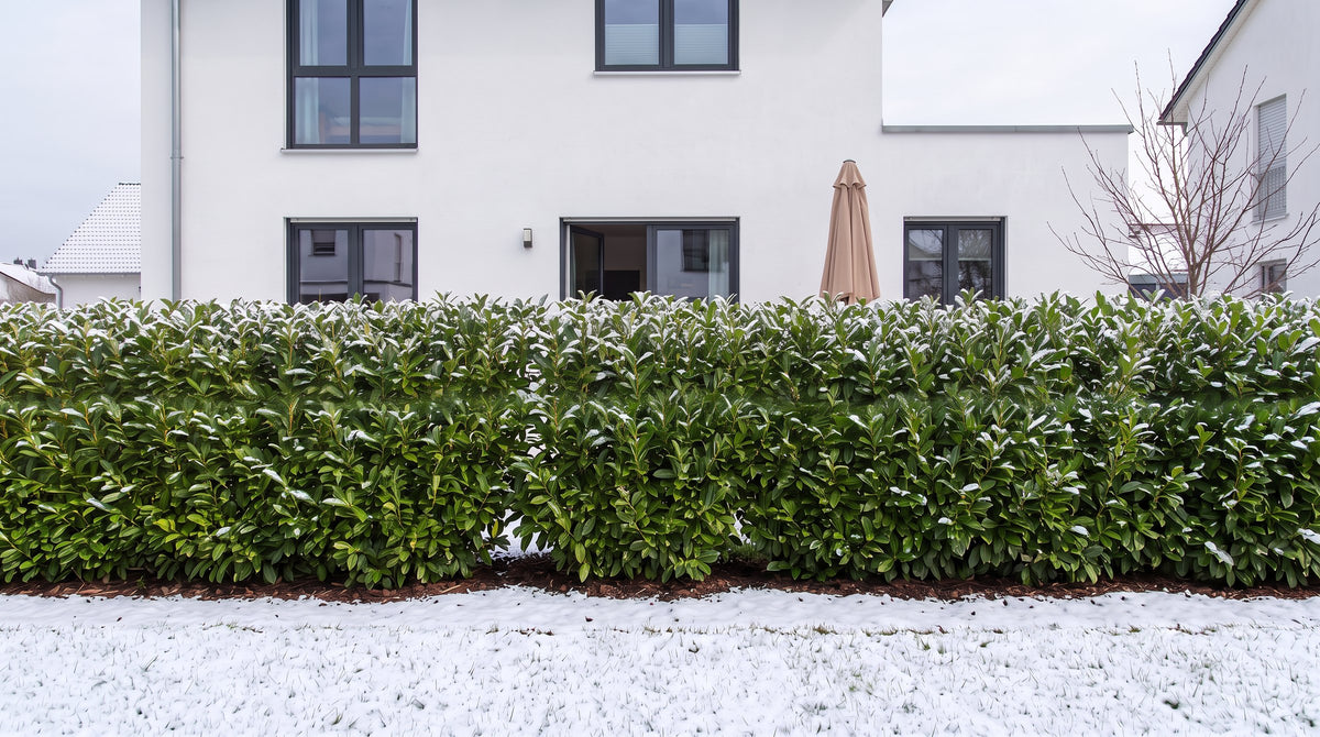 Laurierkers als haag van 1,80 m (Winter) voor het terras van de buren – AI-visualisatie