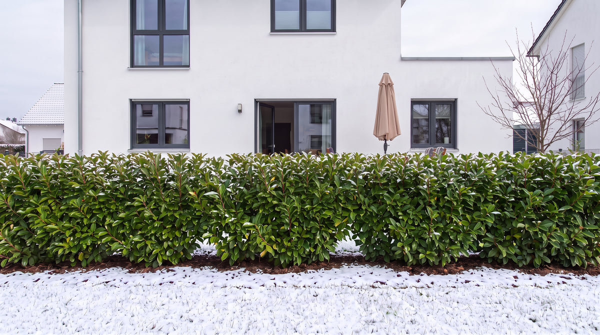 Portugese laurierkers als haag van 1,80 m (Winter) voor het terras van de buren – AI-visualisatie