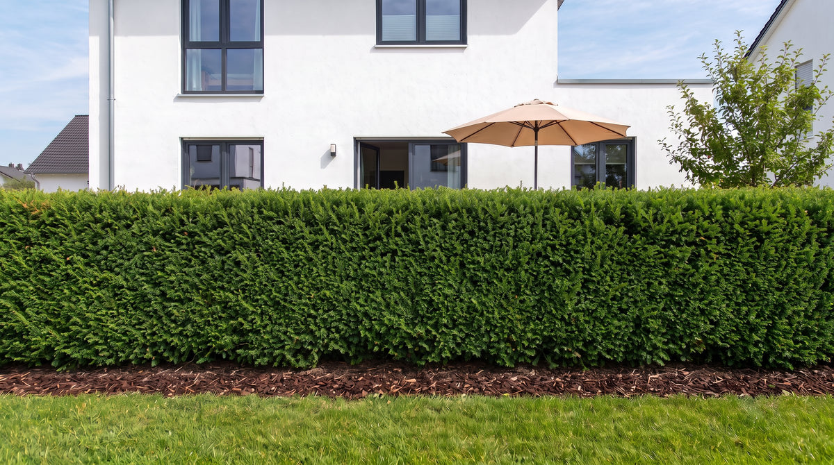 Taxus als haag van 1,80 m (Zomer) voor het terras van de buren – AI-visualisatie