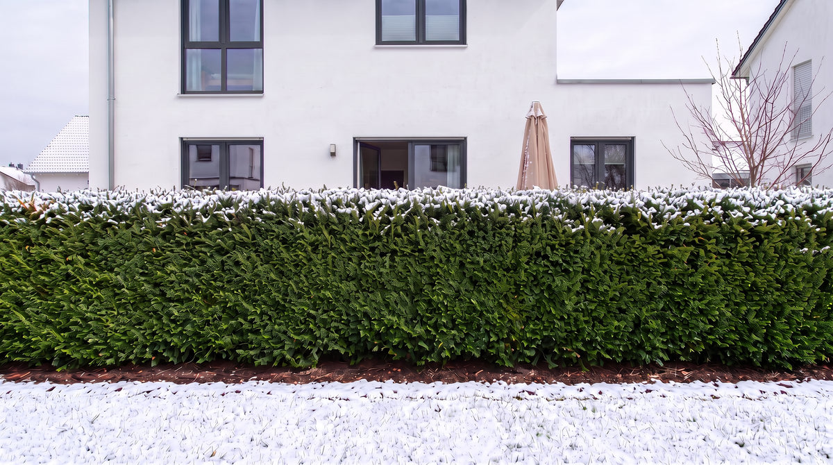 Taxus als haag van 1,80 m (Winter) voor het terras van de buren – AI-visualisatie