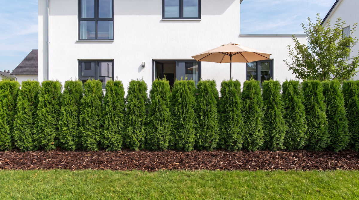 Thuja 'Smaragd' als haag van 1,80 m (Zomer) voor het terras van de buren – AI-visualisatie