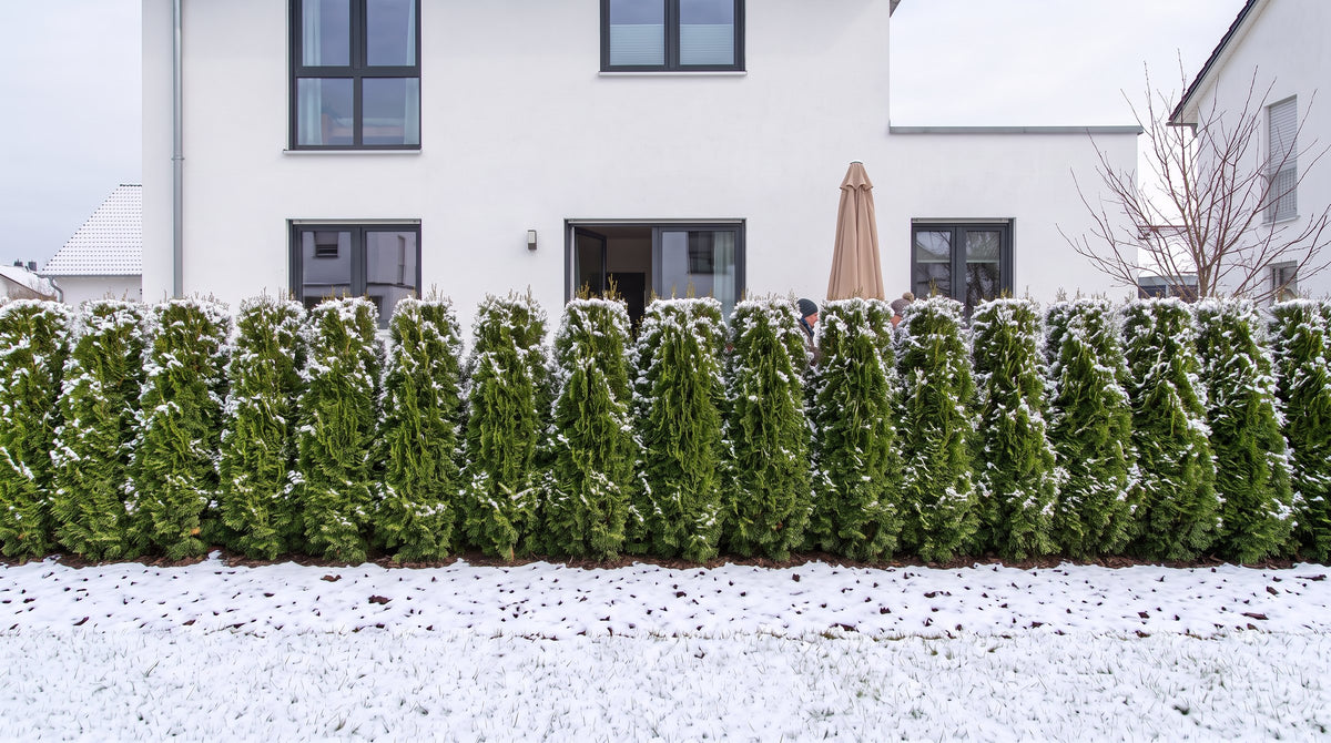 Thuja 'Smaragd' als haag van 1,80 m (Winter) voor het terras van de buren – AI-visualisatie