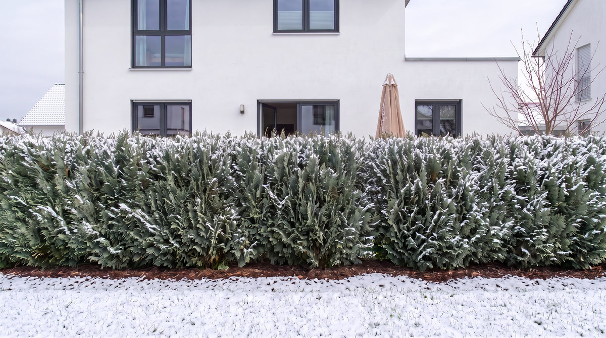 Leylandcipres als haag van 1,80 m (Winter) voor het terras van de buren – AI-visualisatie