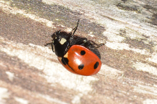 Zevenstippelig lieveheersbeestje — Bild 5