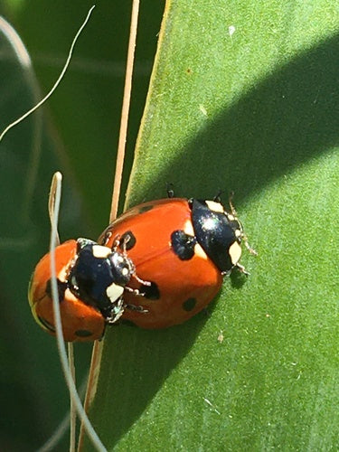 Zevenstippelig lieveheersbeestje — Bild 3
