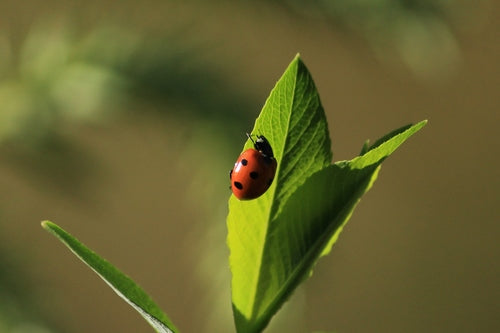 Zevenstippelig lieveheersbeestje — Bild 5