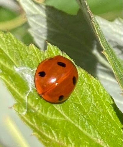 Zevenstippelig lieveheersbeestje — Bild 3