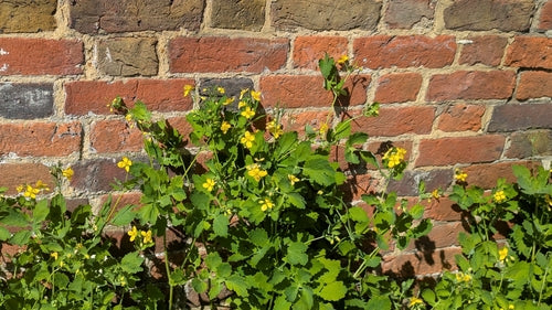 Slaapmuis — Bild 5