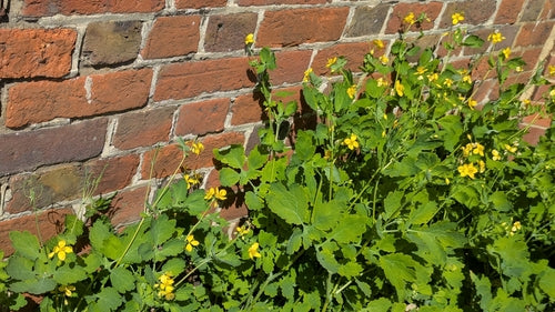 Slaapmuis — Bild 4