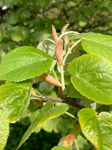 Zilveren lindeboom — foto 4 van 8