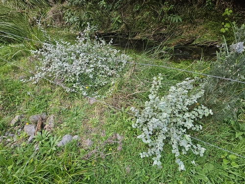 Zilveren Strobloem — Bild 5