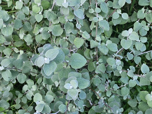 Zilveren Strobloem — Bild 4