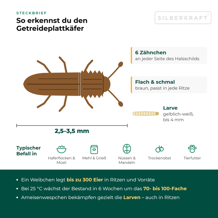 Profiel getande graankever: 2,5–3,5 mm, plat, bruin, 6 tandjes aan elke kant van het halsschild, in muesli, meel, noten en diervoer