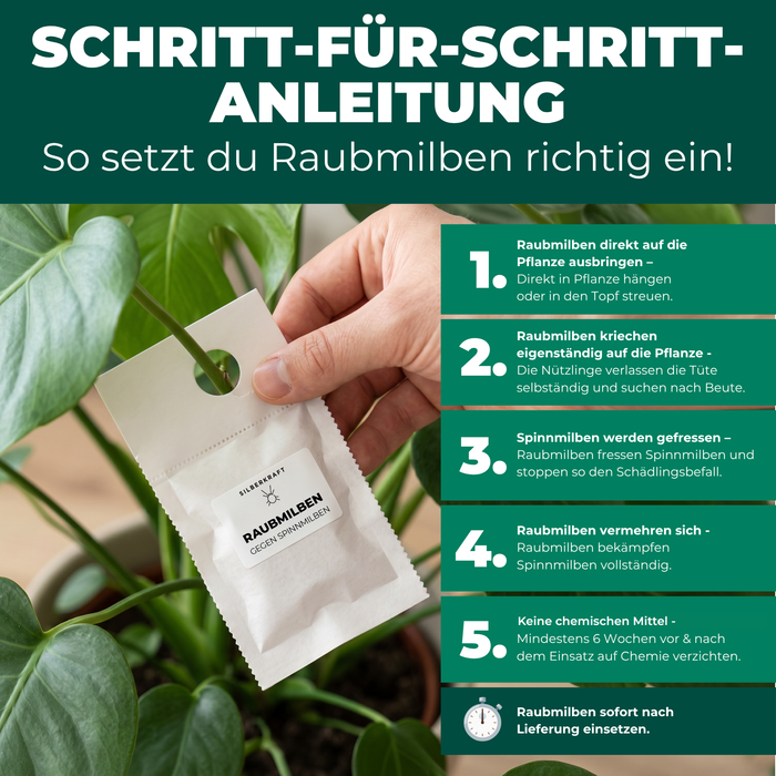 Schritt-für-Schritt-Anleitung: So setzt du Raubmilben gegen Spinnmilben richtig ein