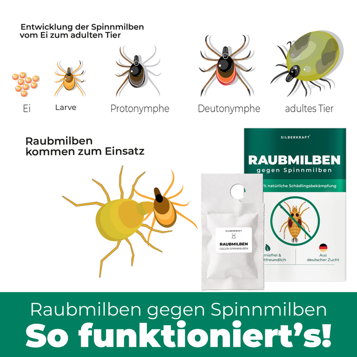 Entwicklung der Spinnmilben vom Ei zum adulten Tier – Raubmilben kommen zum Einsatz