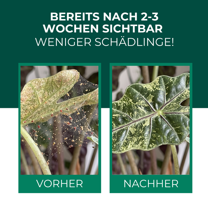 Vorher-Nachher: Blatt mit Spinnmilbenbefall und gesundes Blatt nach der Behandlung mit Raubmilben