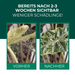 Vorher-Nachher: Blatt mit Spinnmilbenbefall und gesundes Blatt nach der Behandlung mit Raubmilben