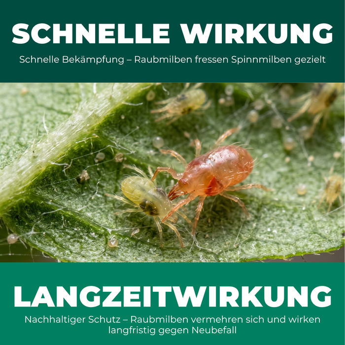 Schnelle Wirkung und Langzeitwirkung: Raubmilbe frisst Spinnmilbe auf dem Blatt