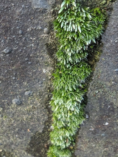 Zilver mos — Bild 5