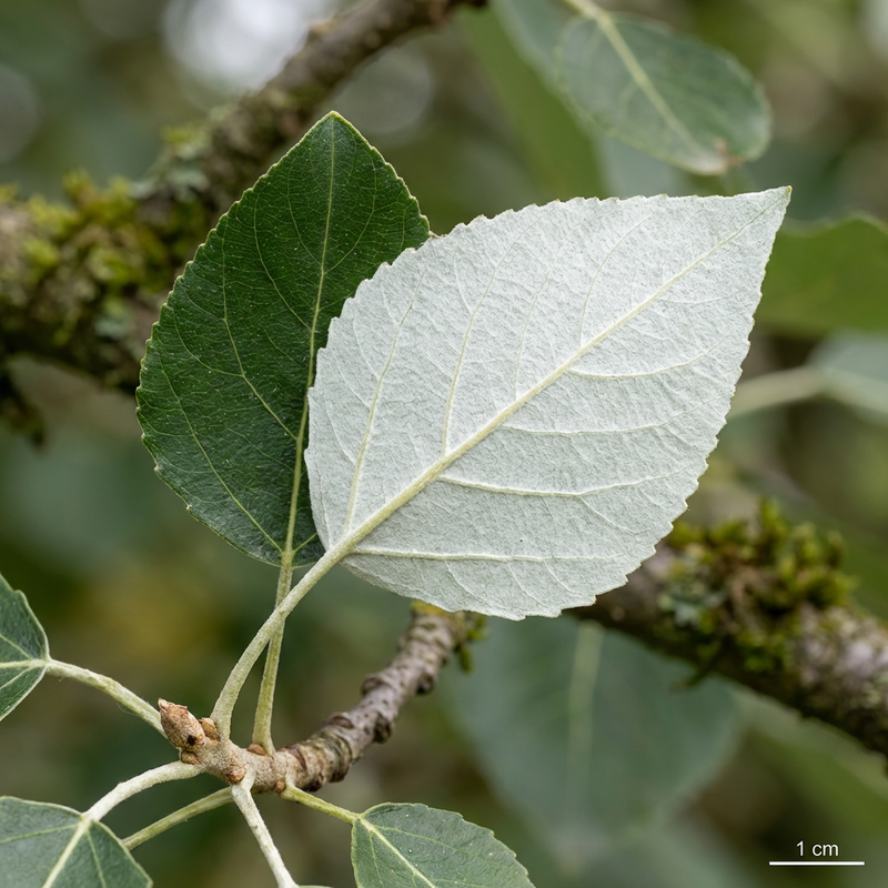 Witte abeel