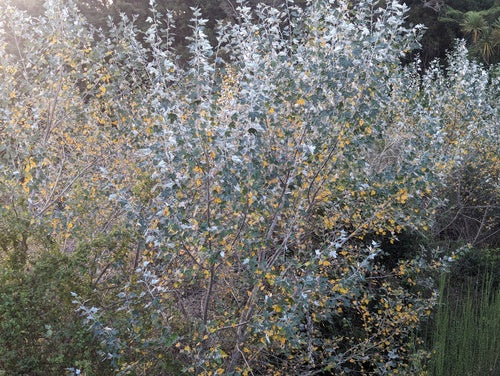 Witte abeel — Bild 5