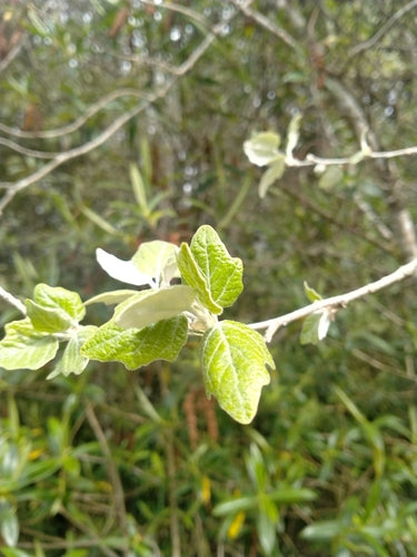 Witte abeel — Bild 2
