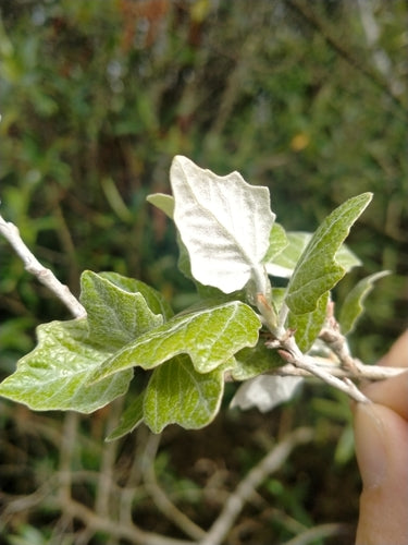 Witte abeel — Bild 1
