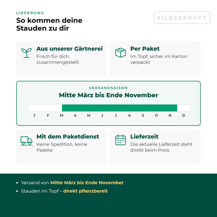 Lieferung Acker-Glockenblume: Paketversand im Topf aus unserer Gärtnerei, Versandsaison Mitte März bis Ende November