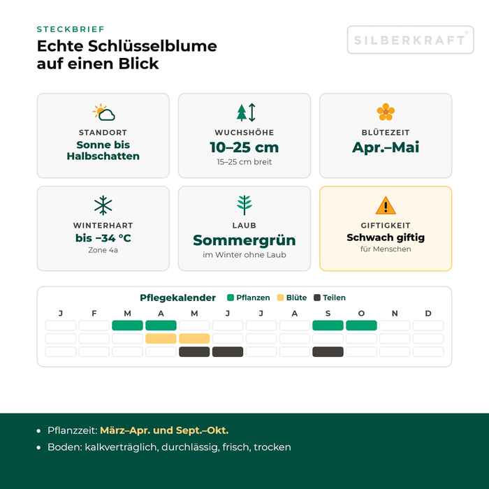 Steckbrief Echte Schlüsselblume (Primula veris) mit Standort, Wuchshöhe, Winterhärte, Giftigkeit und Pflegekalender