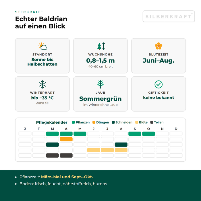 Steckbrief Echter Baldrian (Valeriana officinalis) mit Standort, Wuchshöhe, Winterhärte, Giftigkeit und Pflegekalender