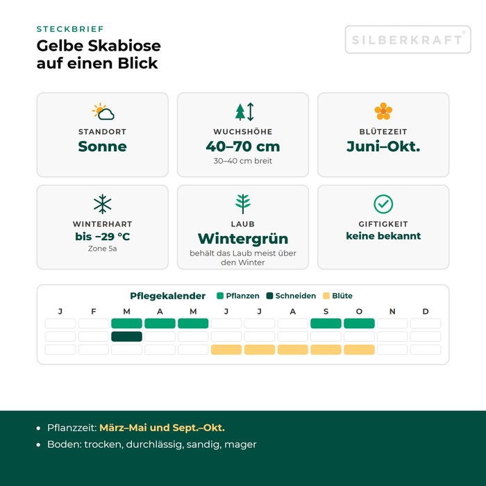 Steckbrief Gelbe Skabiose (Scabiosa ochroleuca) mit Standort, Wuchshöhe, Winterhärte, Giftigkeit und Pflegekalender